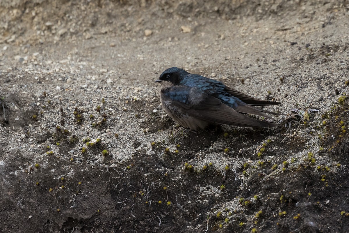 Brown-bellied Swallow - Frans Buiter
