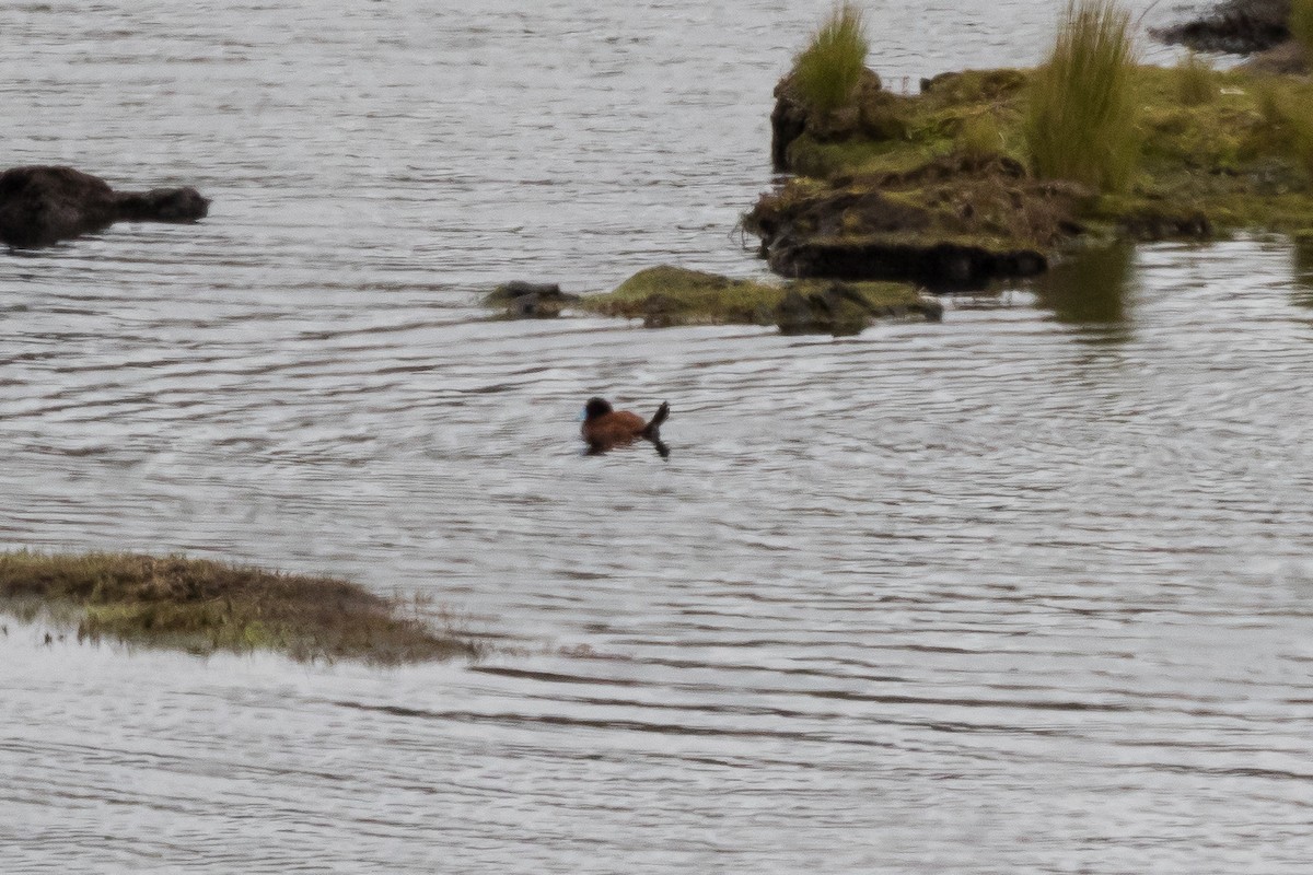 Andean Duck - ML204257291