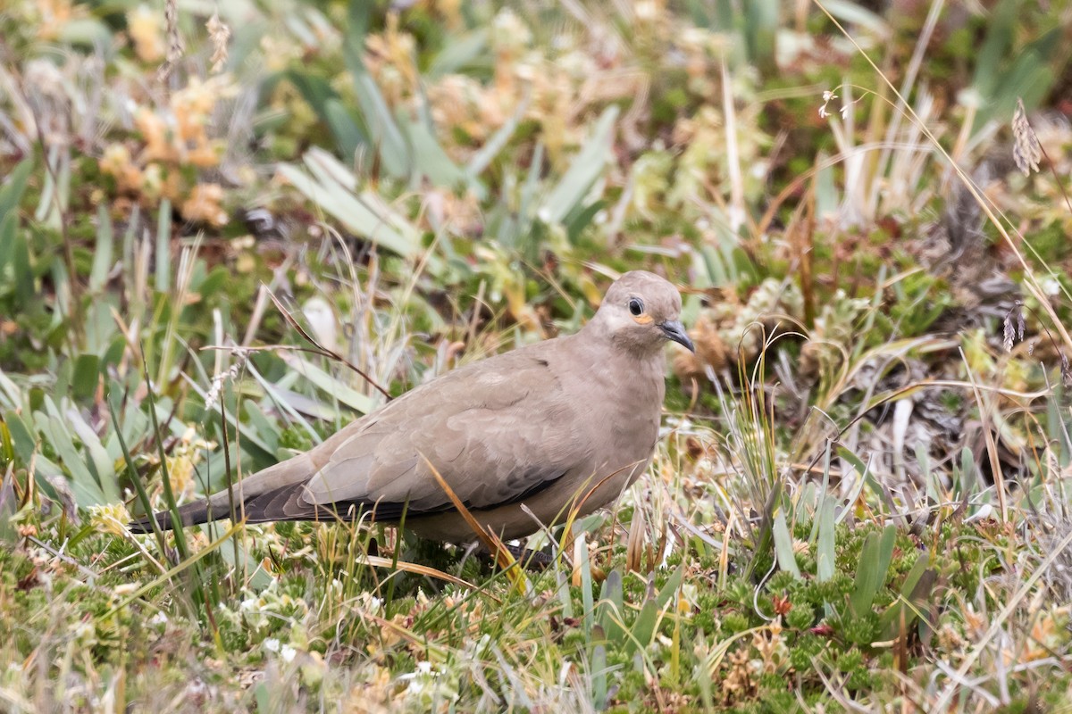 Black-winged Ground Dove - Frans Buiter