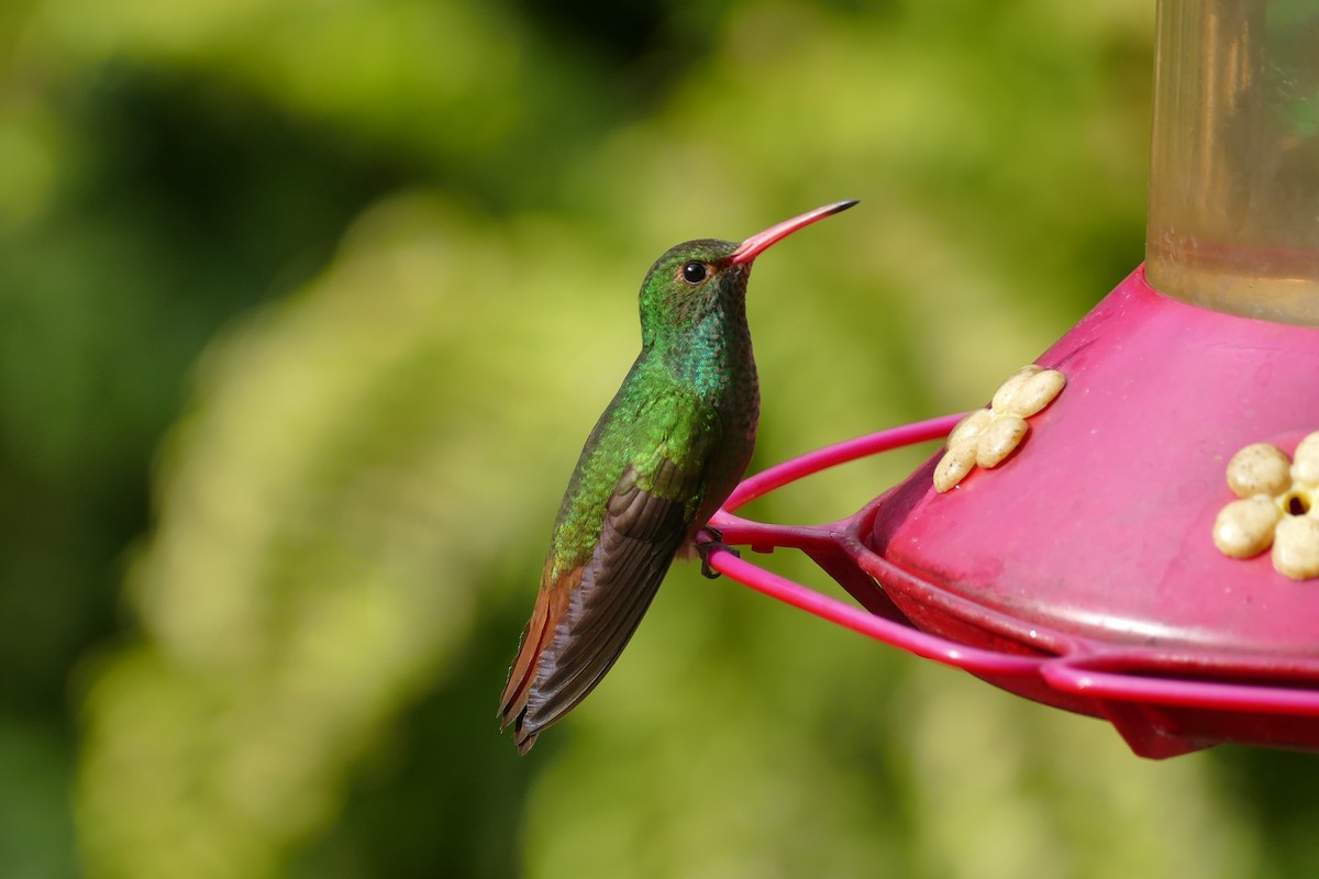 Rufous-tailed Hummingbird - Raymond Marsh