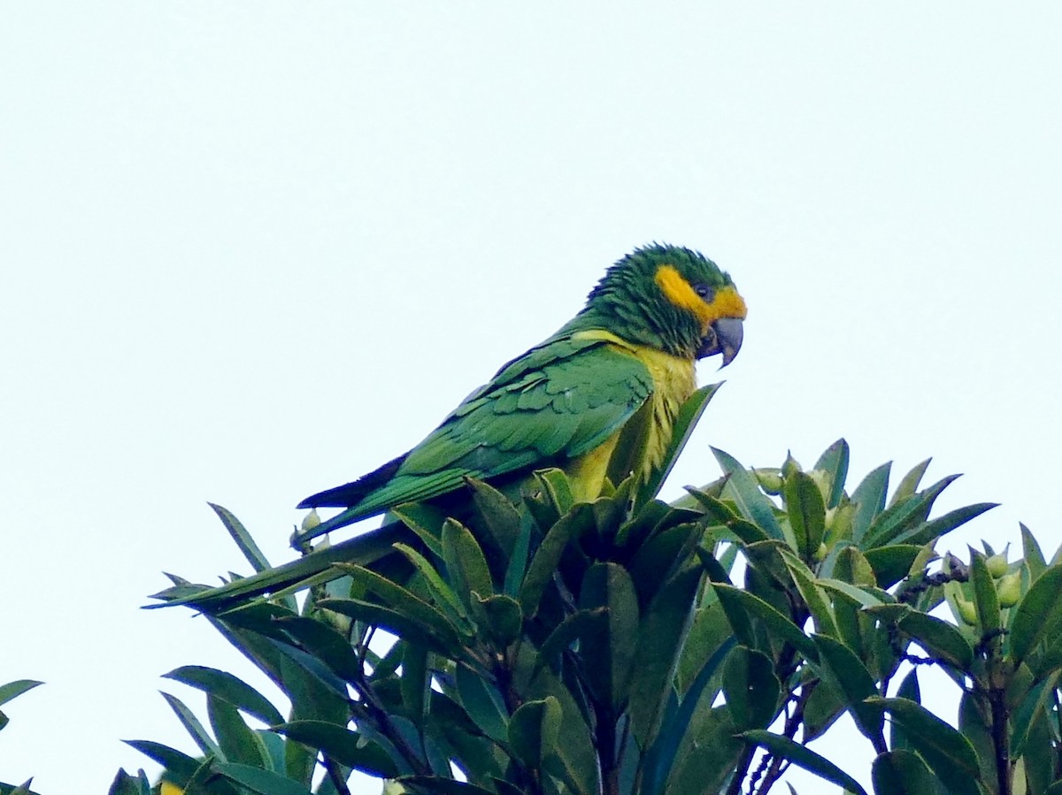 Yellow-eared Parrot - ML204257681
