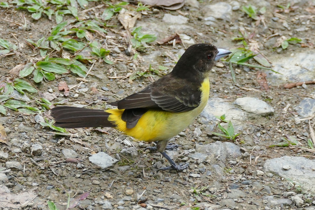 Flame-rumped Tanager (Flame-rumped) - Raymond Marsh