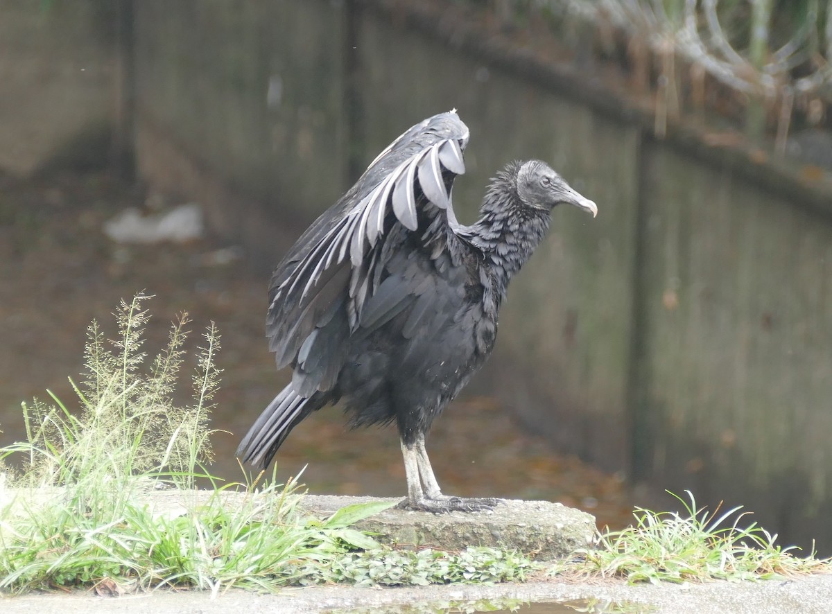 Black Vulture - Raymond Marsh
