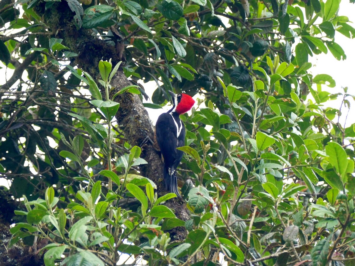 Powerful Woodpecker - Raymond Marsh