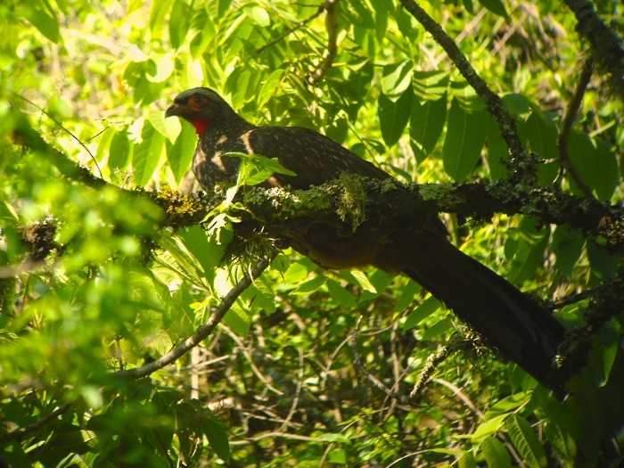 Red-faced Guan - Rich Bayldon