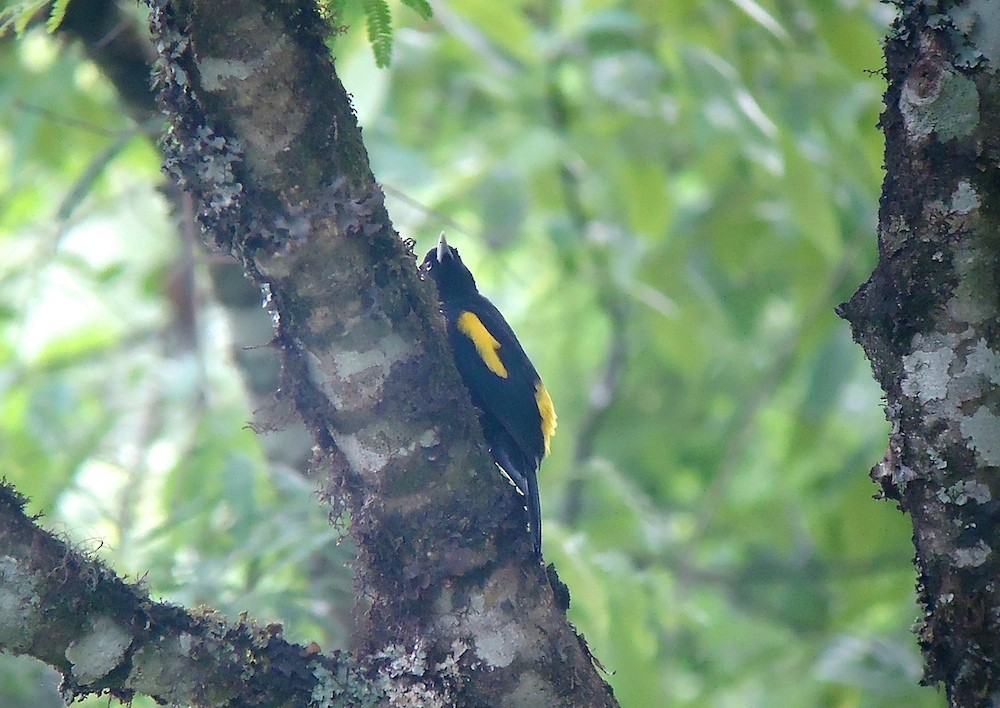Golden-winged Cacique - Rich Bayldon