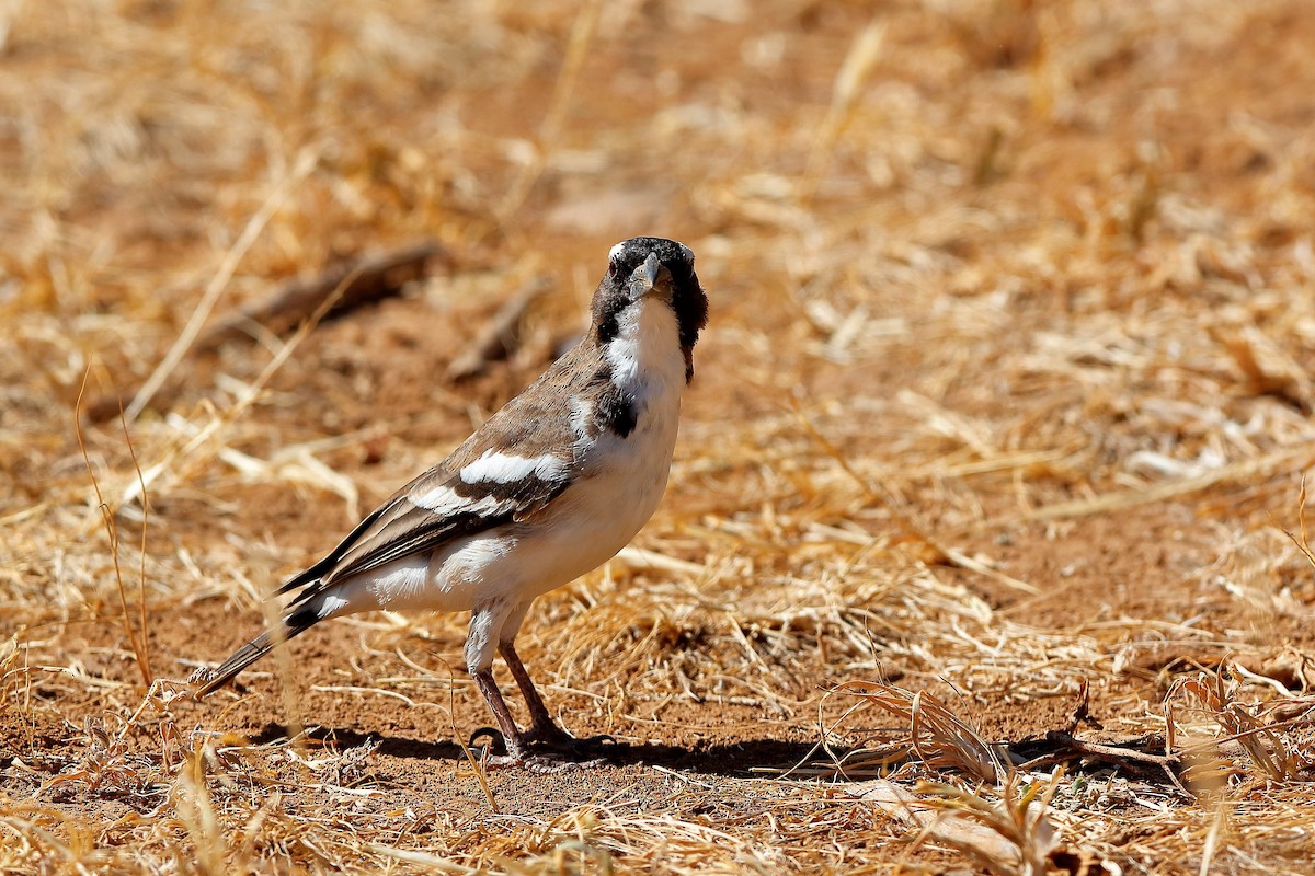 White-browed Sparrow-Weaver - Holger Teichmann