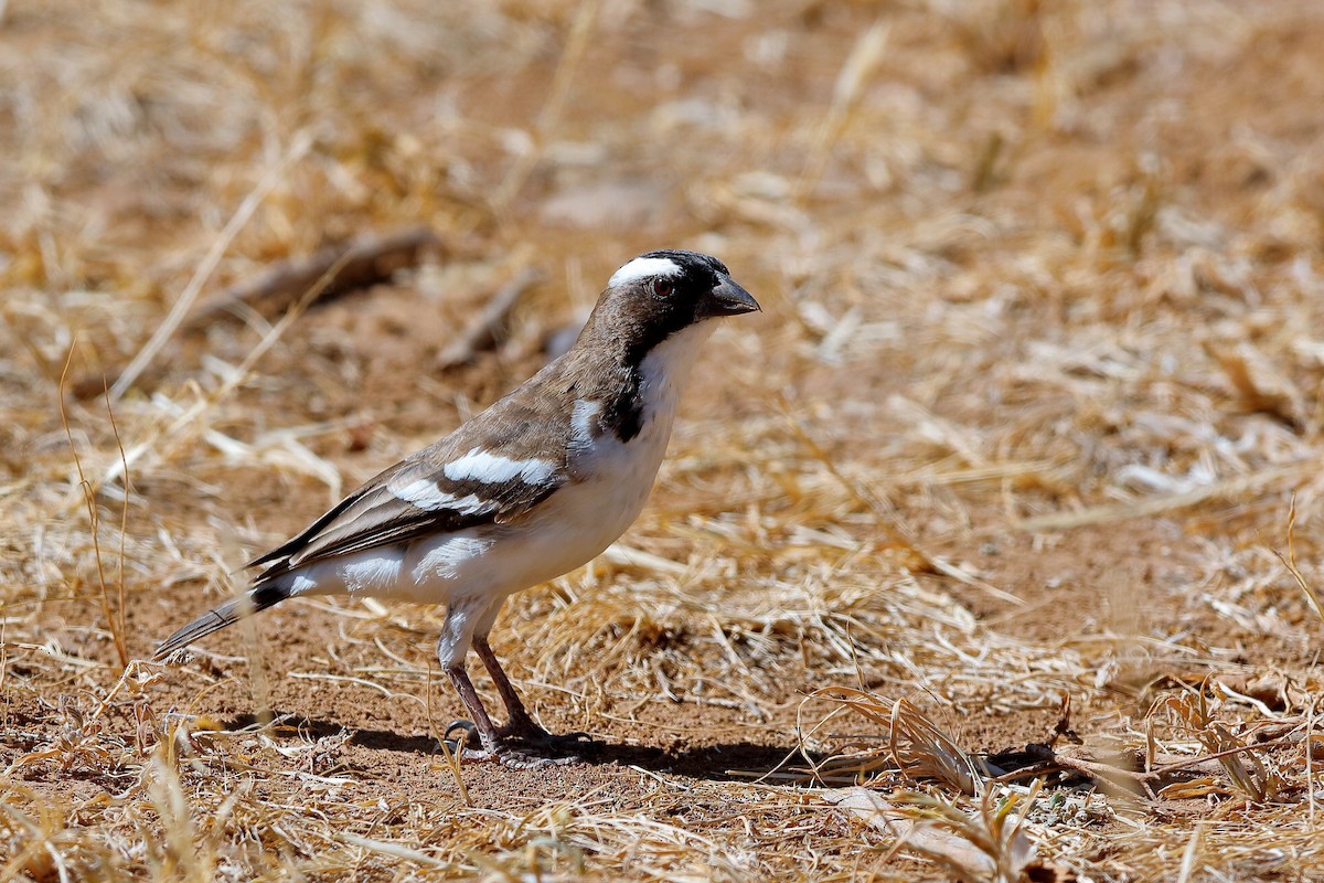 White-browed Sparrow-Weaver - Holger Teichmann