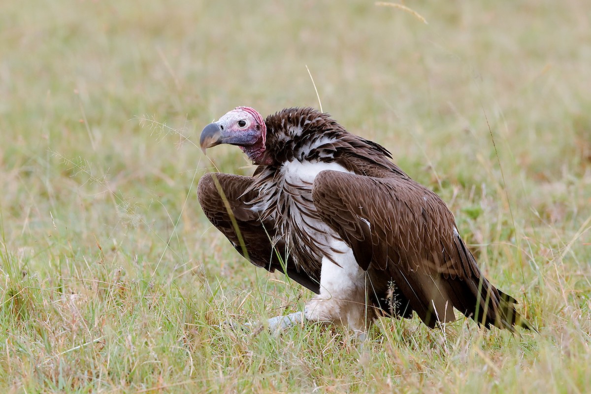Lappet-faced Vulture - Holger Teichmann