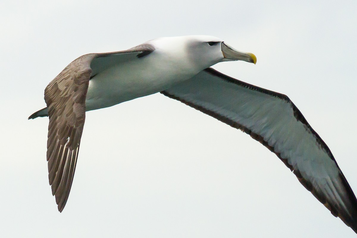 White-capped Albatross (steadi) - Manuel Fernandez-Bermejo