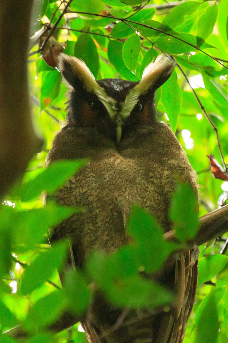 Crested Owl - Manuel Fernandez-Bermejo