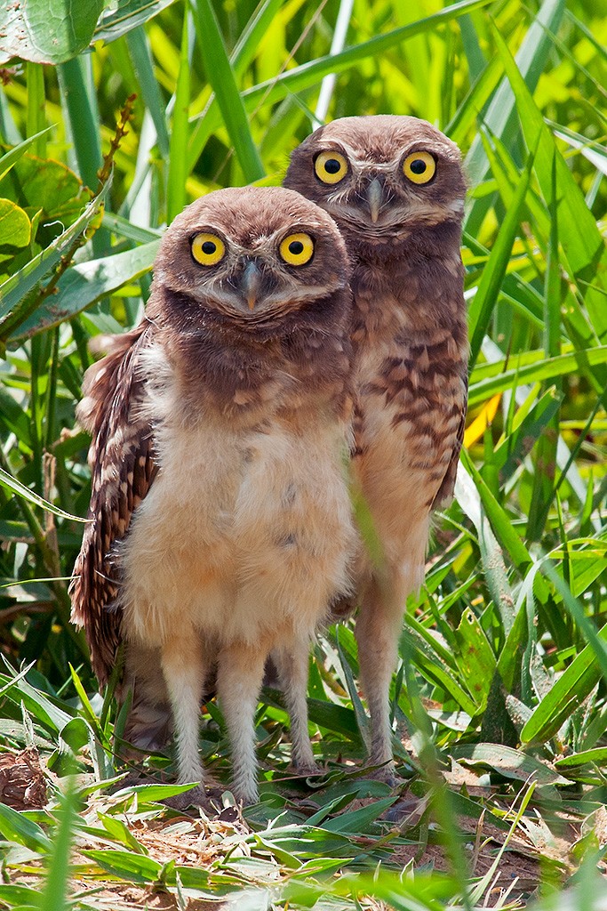 Burrowing Owl (grallaria) - ML204260071