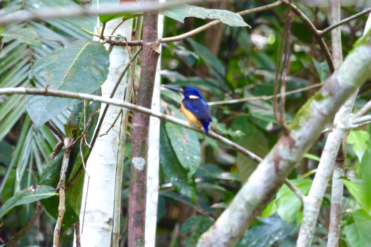 Papuan Dwarf-Kingfisher - Rich Bayldon