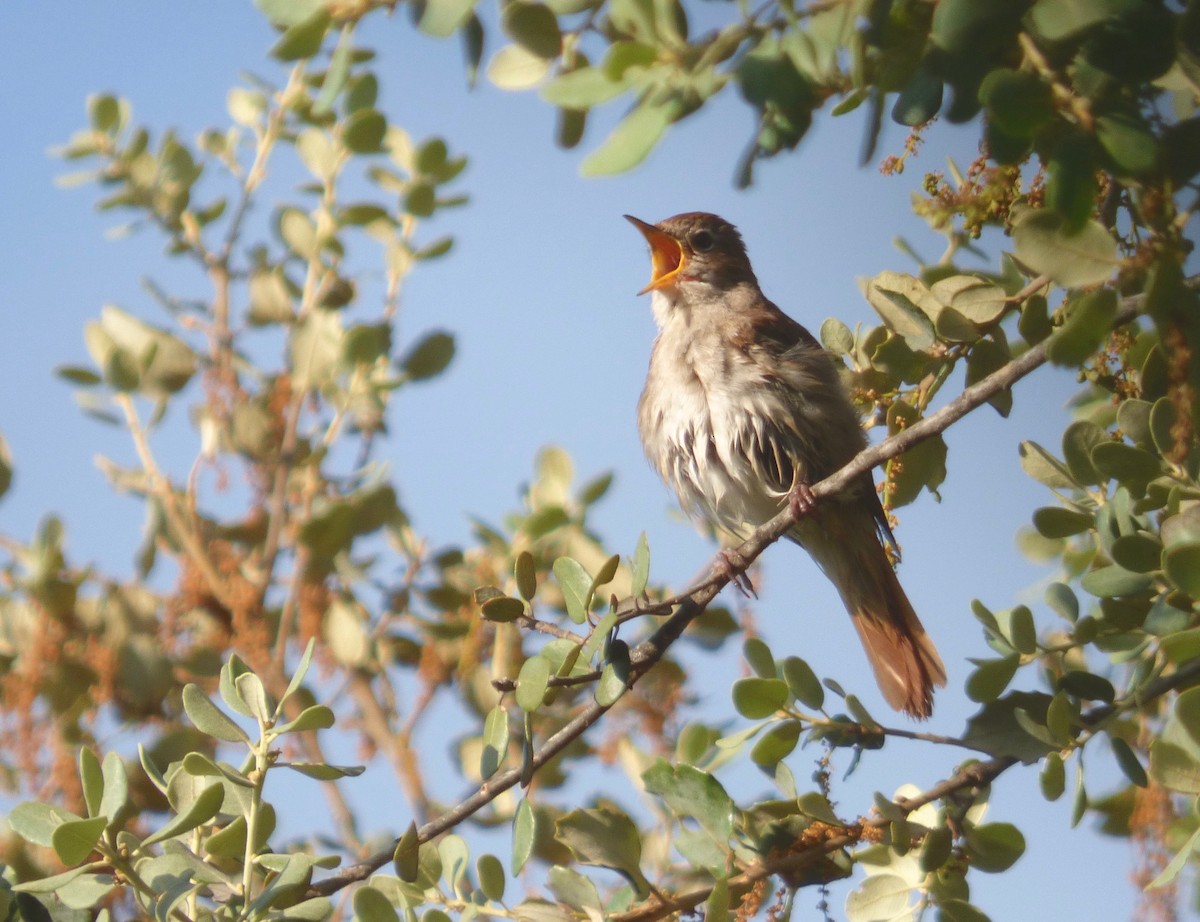 Common Nightingale (megarhynchos/africana) - Rich Bayldon