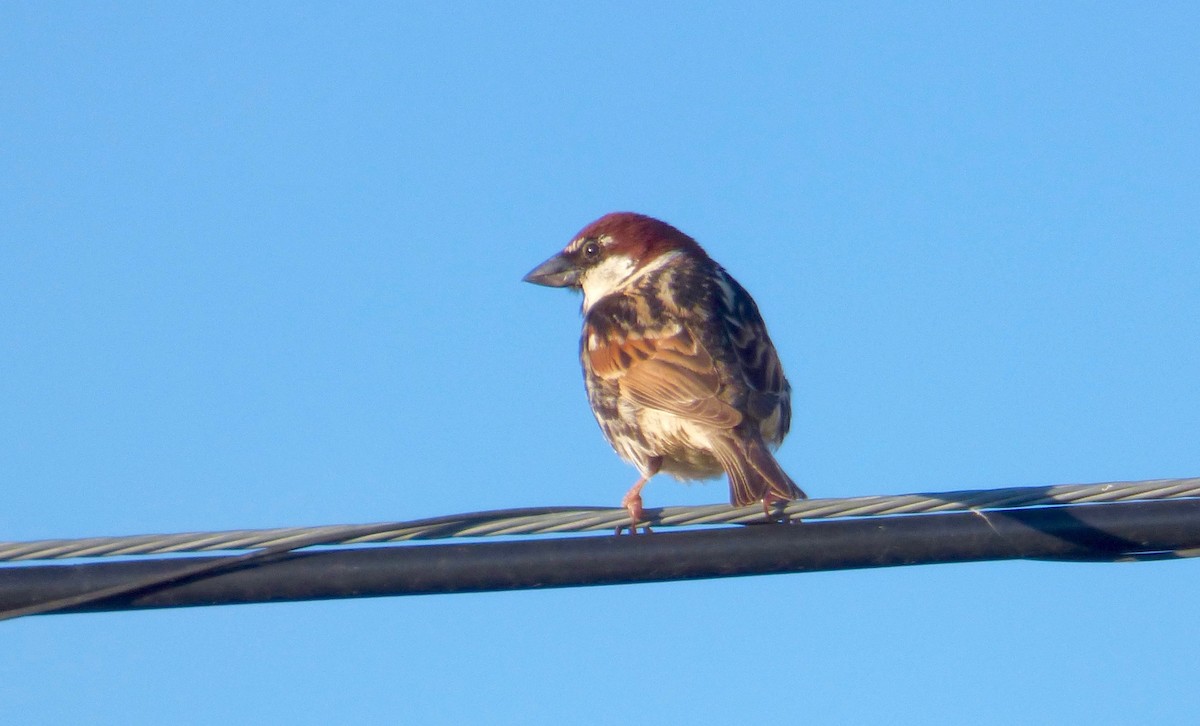 Spanish Sparrow - Rich Bayldon
