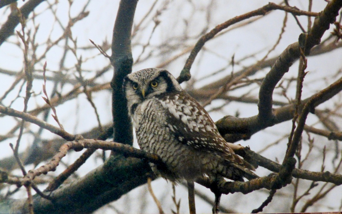 Northern Hawk Owl (Eurasian) - Rich Bayldon