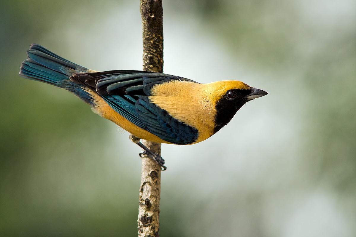 Burnished-buff Tanager (Stripe-bellied) - ML204262101