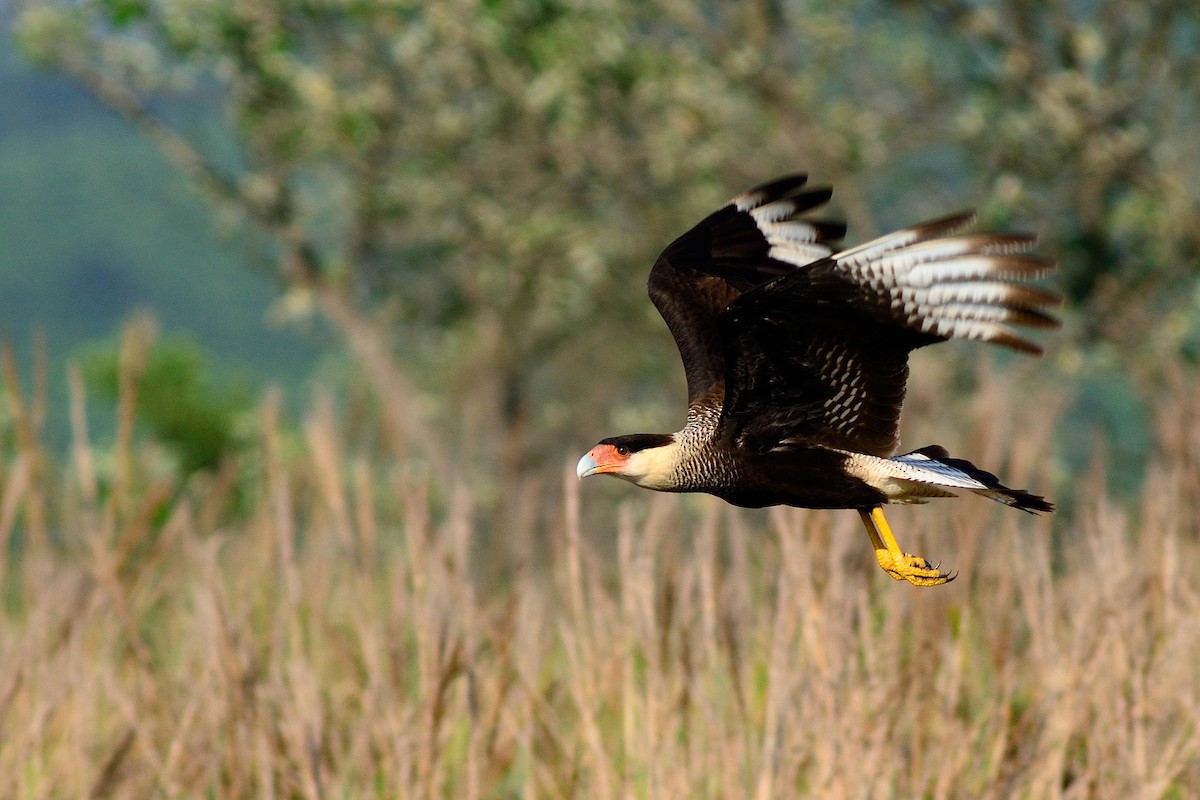 Crested Caracara (Southern) - ML204262411