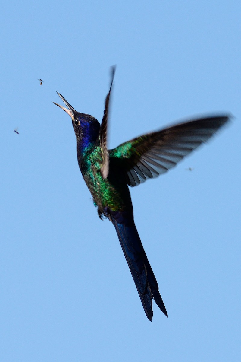 Swallow-tailed Hummingbird - José Carlos Motta-Junior