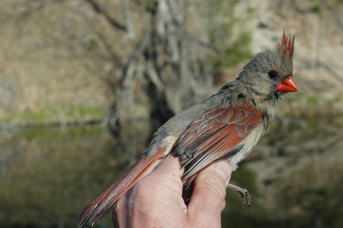 Northern Cardinal (Common) - ML204262701