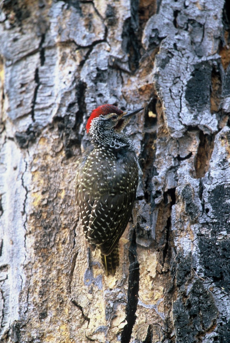 Nubian Woodpecker - Tibor Juhasz
