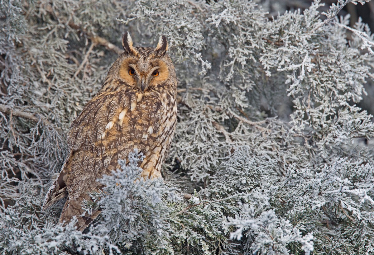 Long-eared Owl (Eurasian) - Tibor Juhasz