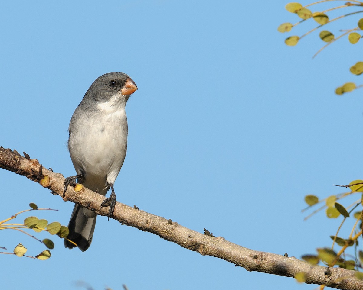 White-bellied Seedeater (Gray-backed) - ML204264511