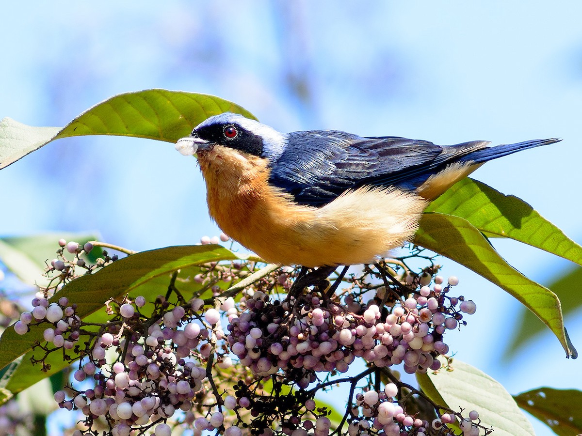 Fawn-breasted Tanager - ML204264591