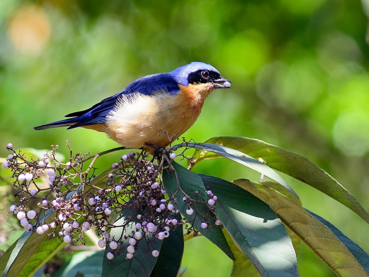 Fawn-breasted Tanager - ML204264601