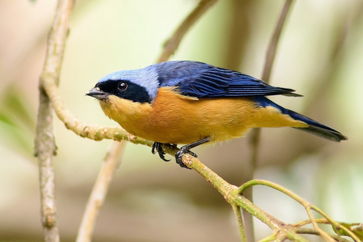 Fawn-breasted Tanager - ML204264671
