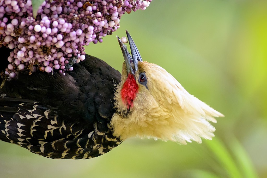 Blond-crested Woodpecker - ML204264681
