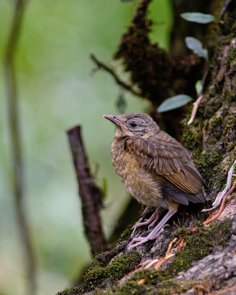 Pale-breasted Thrush - ML204264901