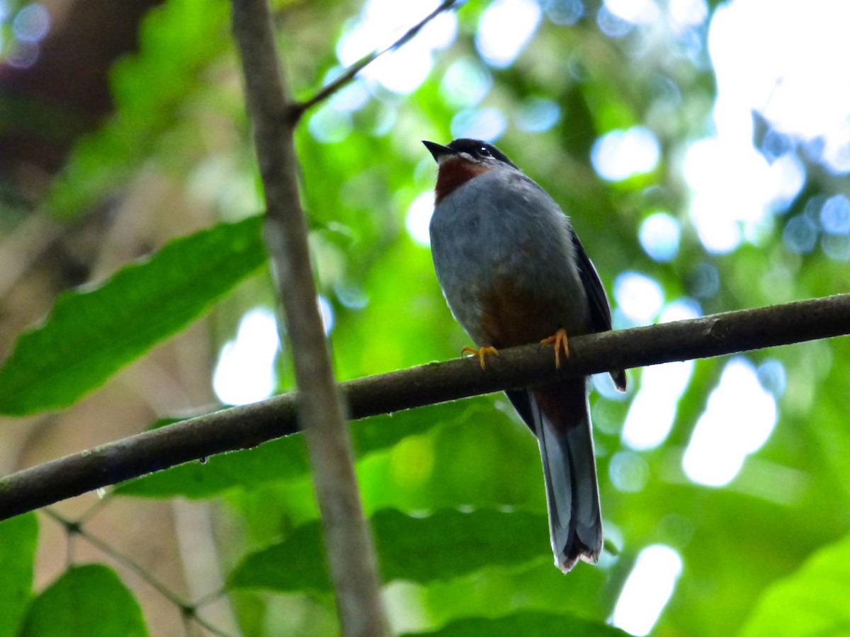Rufous-throated Solitaire (Rufous-throated) - Rich Bayldon