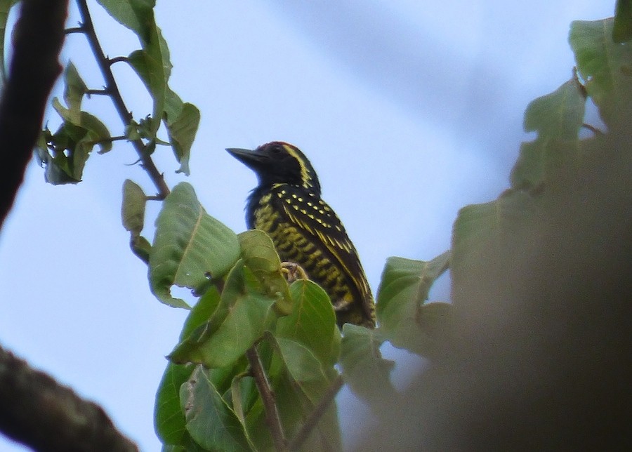 Yellow-spotted Barbet - ML204265041