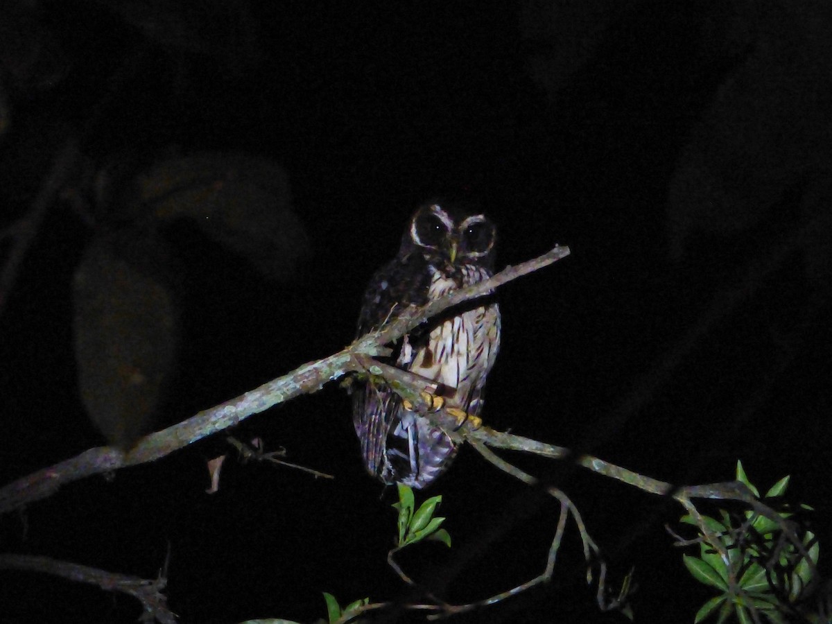 Mottled Owl (Amazonian) - Rich Bayldon