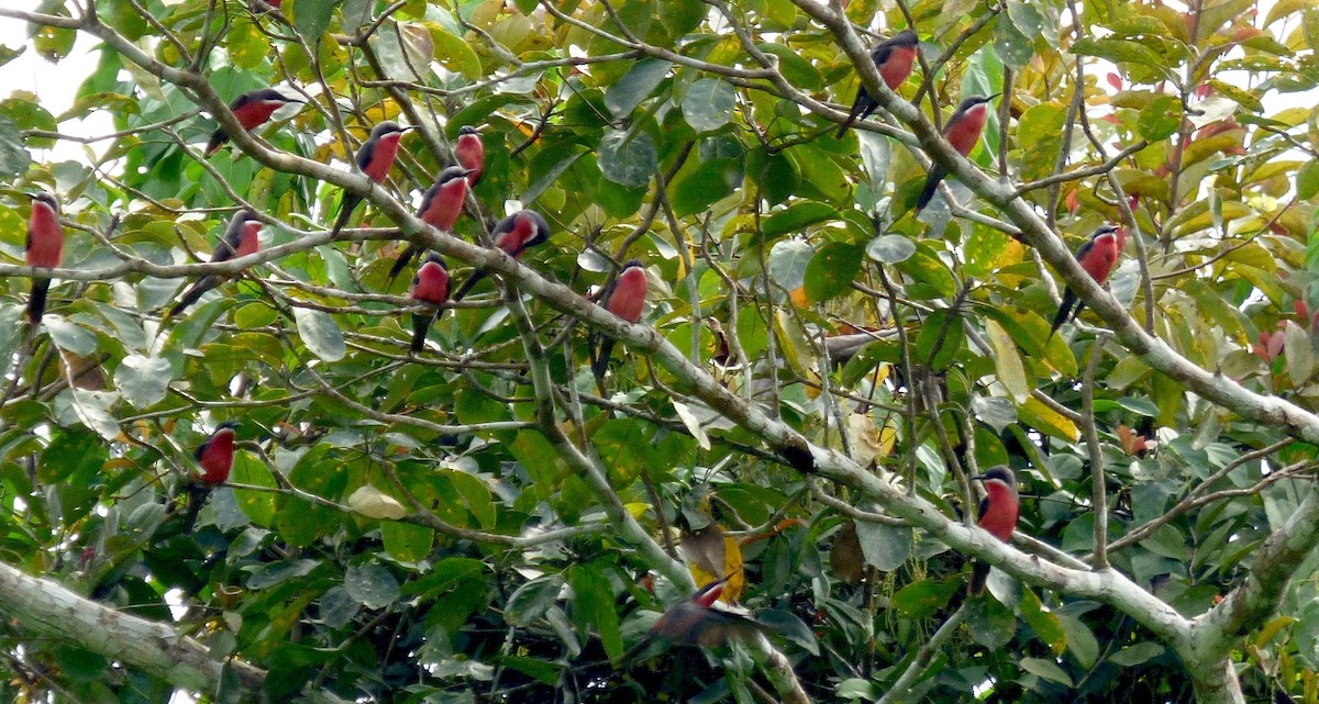 Rosy Bee-eater - ML204265311