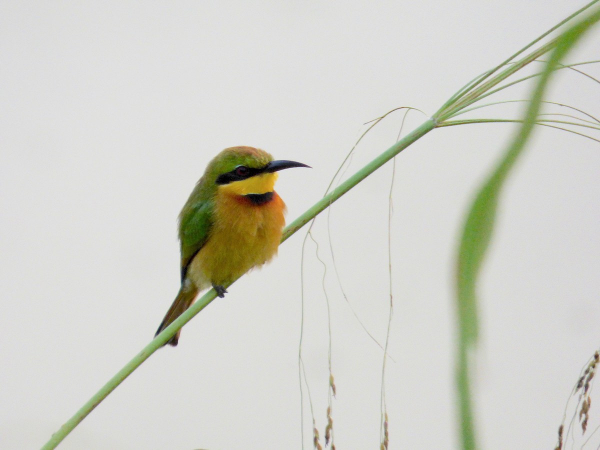 Little Bee-eater - Rich Bayldon