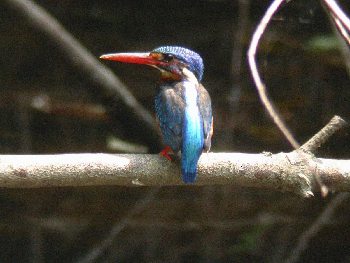 Blue-eared Kingfisher - ML204265541