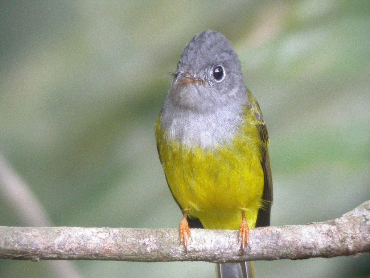 Gray-headed Canary-Flycatcher - Rich Bayldon