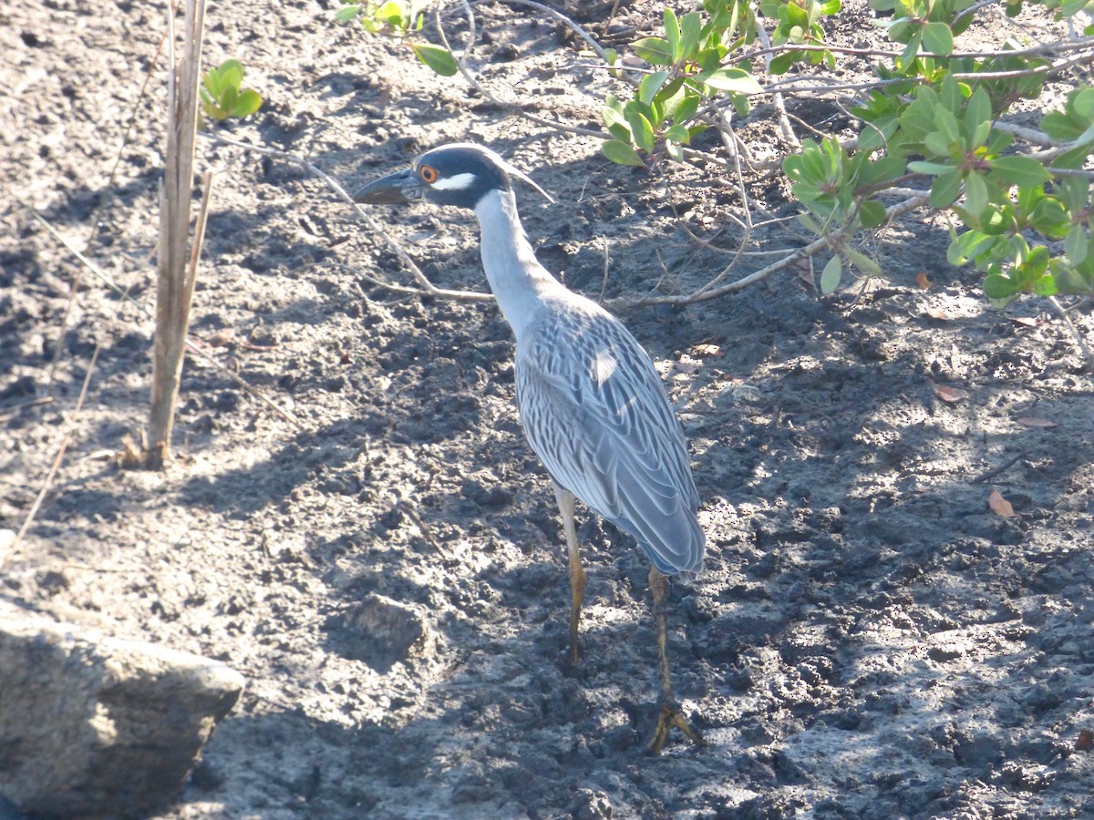 Yellow-crowned Night Heron (Yellow-crowned) - Rich Bayldon