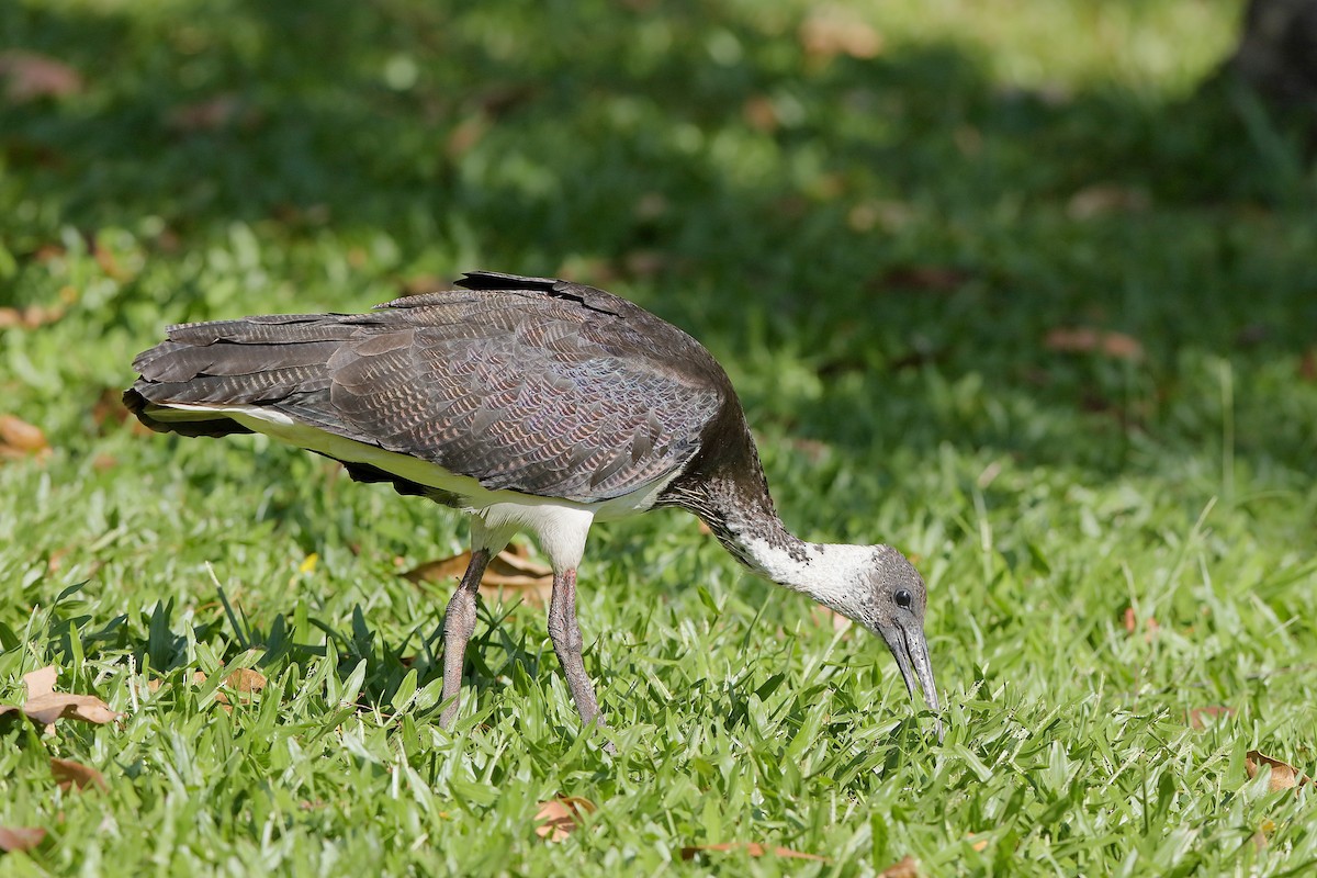 ibis slámokrký - ML204265731