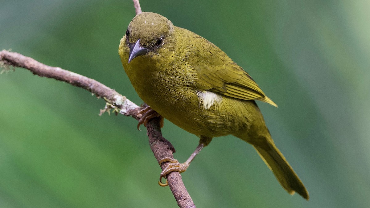 Olive-green Tanager - ML204266361