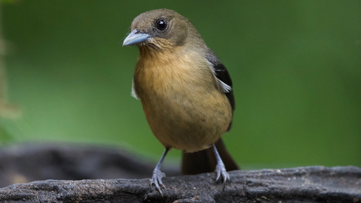 Black-goggled Tanager - ML204266381