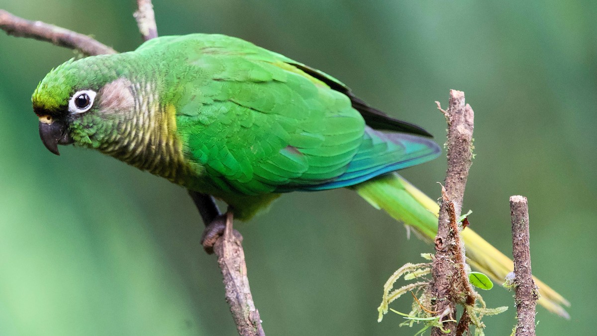 Maroon-bellied Parakeet (Green-tailed) - Jeremiusz Trzaska