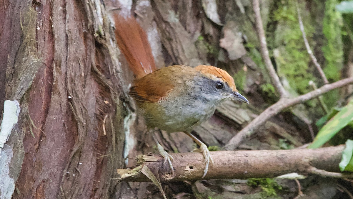 Rufous-capped Spinetail - ML204266451
