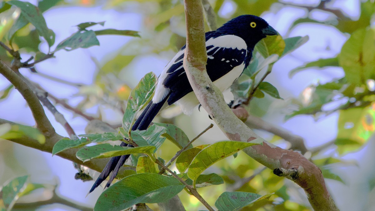 Magpie Tanager - ML204266461