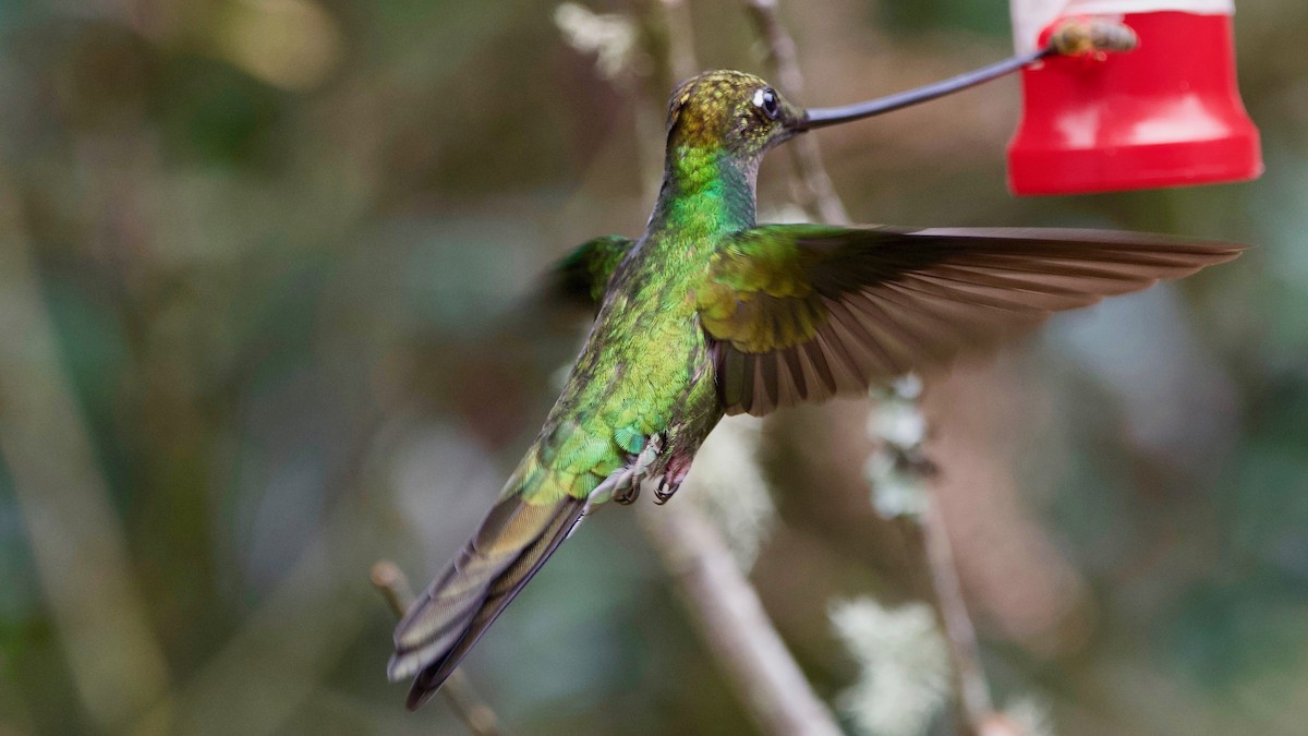 Sword-billed Hummingbird - Jeremiusz Trzaska