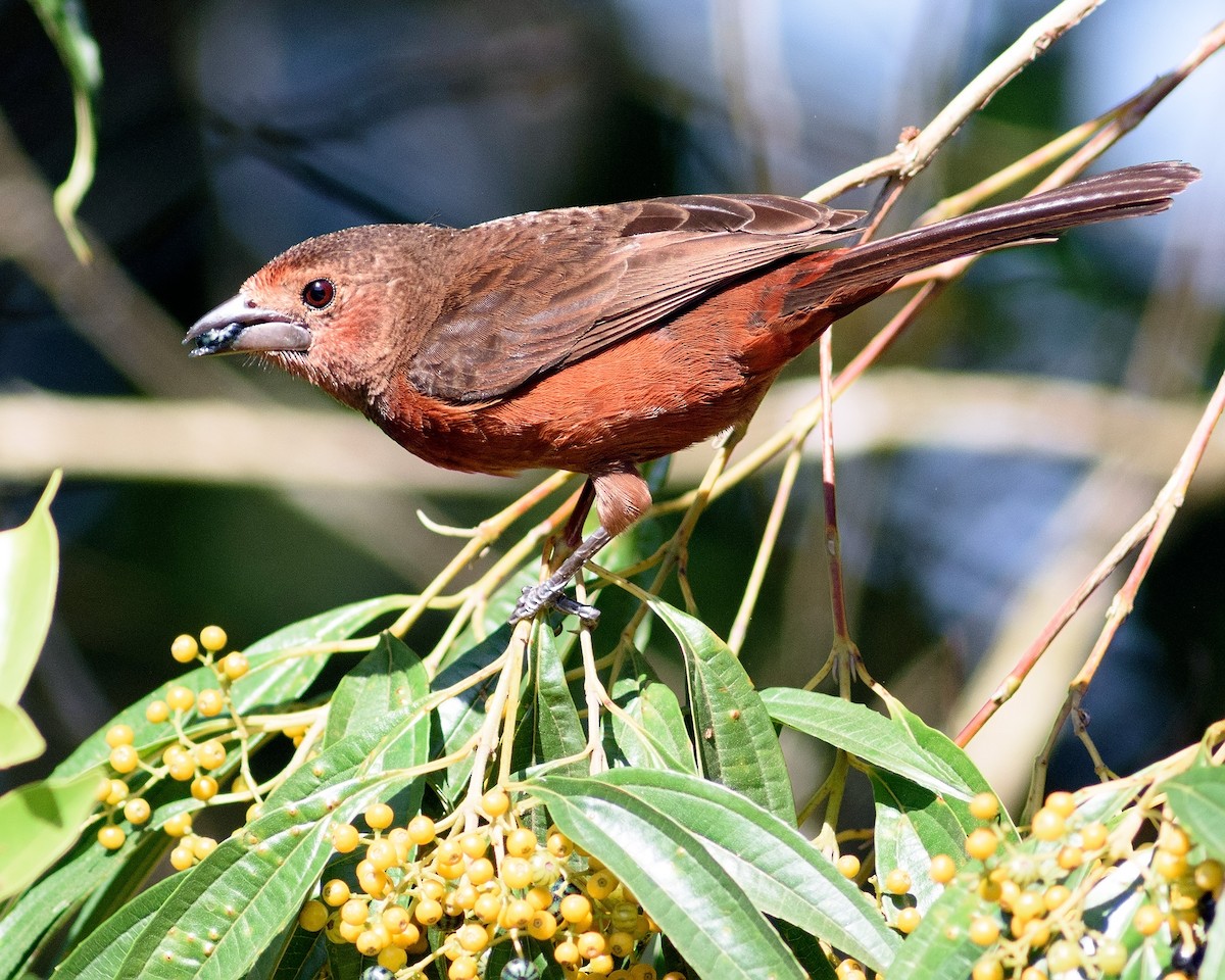 Silver-beaked Tanager - ML204266861