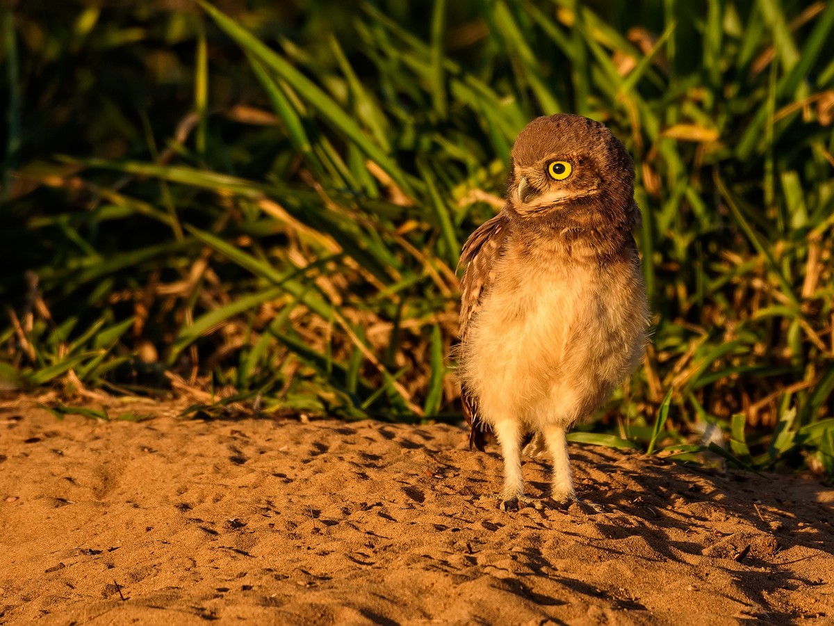 Burrowing Owl - José Carlos Motta-Junior