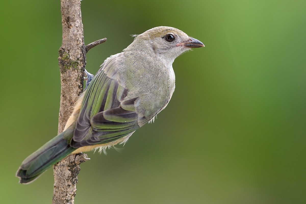 Burnished-buff Tanager (Stripe-bellied) - ML204266941